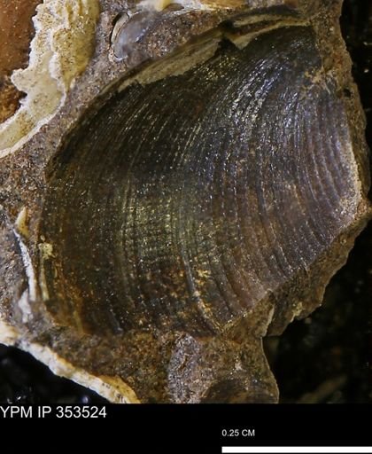 Limopsis striatopunctatus