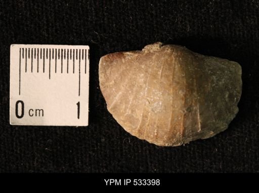 Plectambonites schmidti