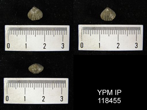 Camarotoechia nucula moydartensis