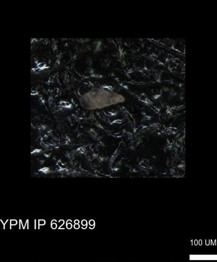 undet. Heterohelicidae