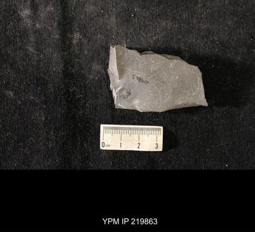 Triarthrus eatoni