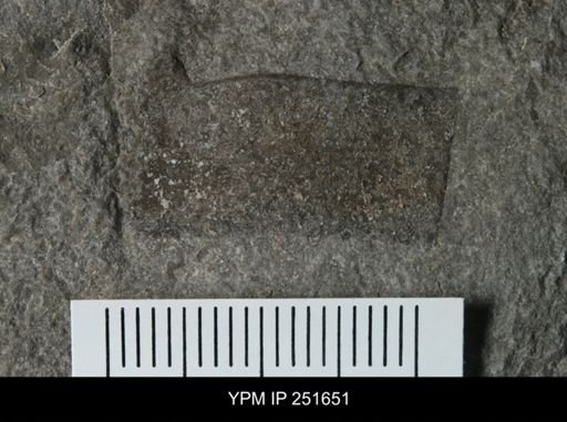 undet. Eurypterida