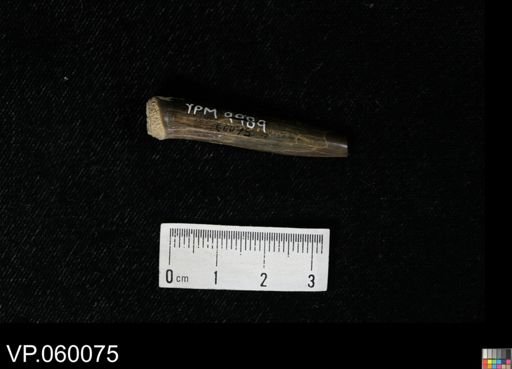Enchodus sp.