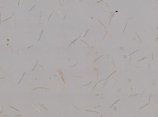 Halichondria sp.