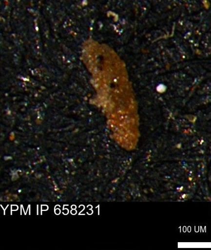 Verneuilinoides kansasensis