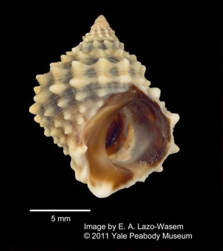 Nodilittorina tuberculata