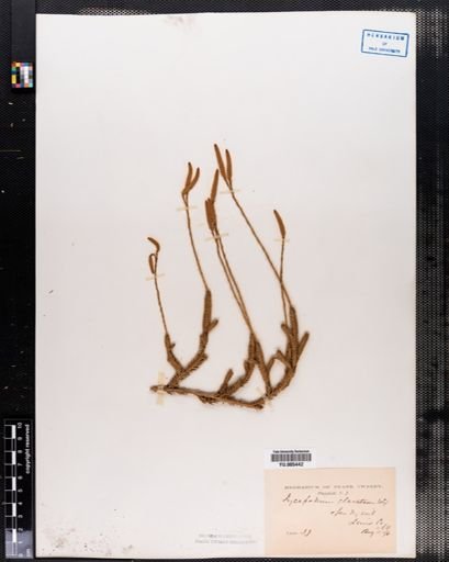 Lycopodium clavatum