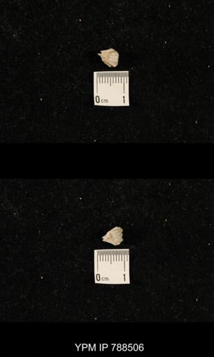 undet. Brachiopoda