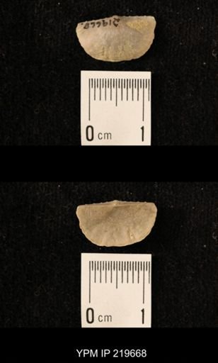 Chonetes granulifer