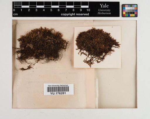 Plantae