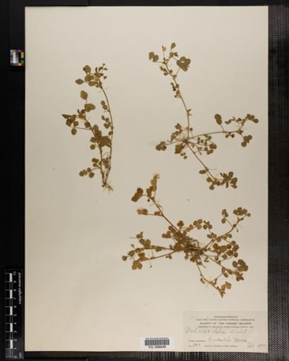 Plantae
