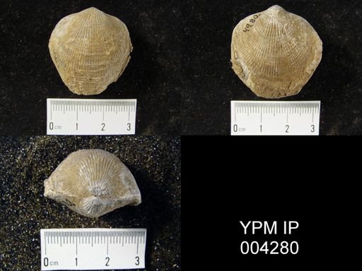 Atrypa sp.