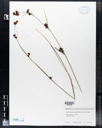 Rhynchospora capitellata