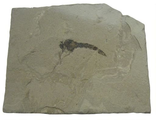 undet. Asilidae