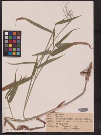 Panicum commutatum