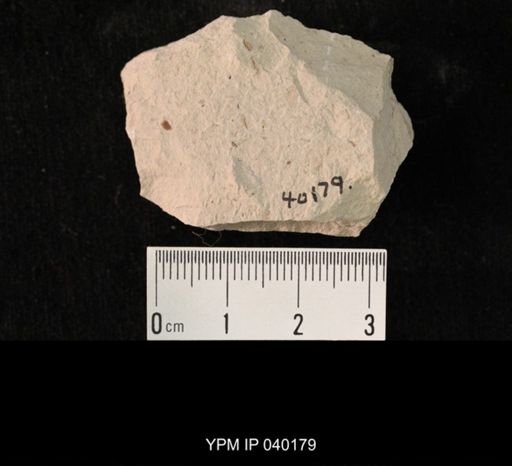 undet. Hexapoda
