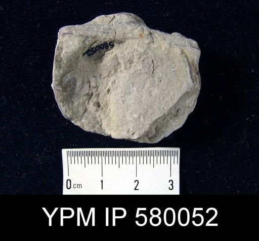 Strophodonta?