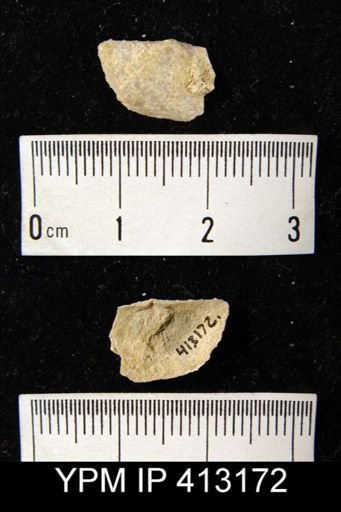Chonetes sp.