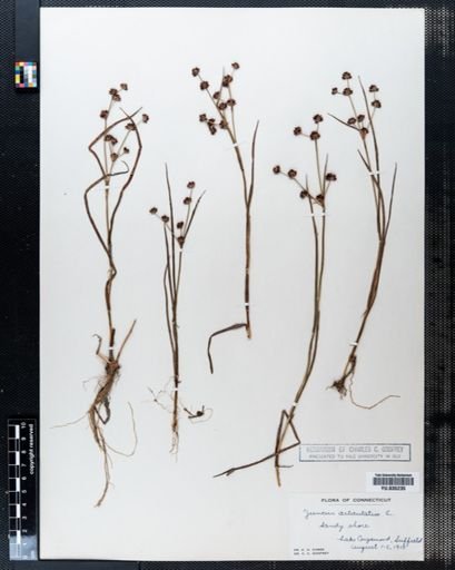 Juncus articulatus