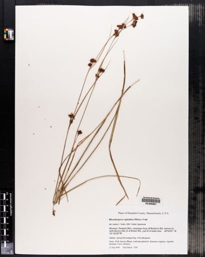 Rhynchospora capitellata