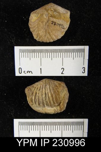Rhynchopora magnicosta