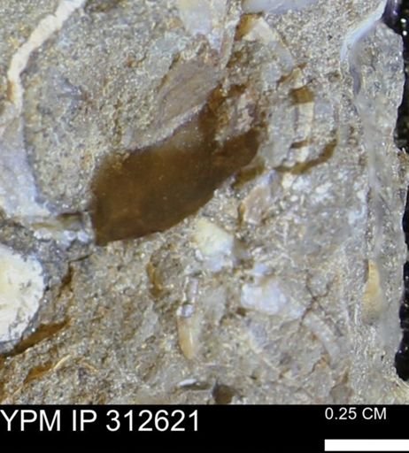undet. Bivalvia