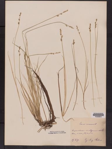 Carex canescens