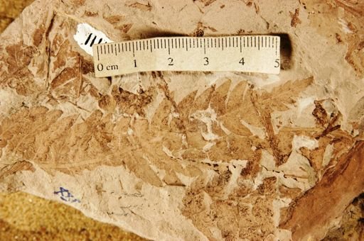 Cladophlebis johnstoni