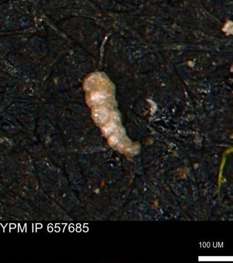 Verneuilinoides kansasensis