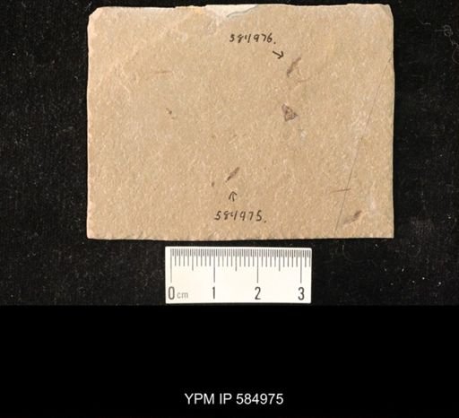 undet. Hexapoda