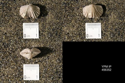 Platystrophia biforata