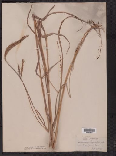 Andropogon gerardii furcatus