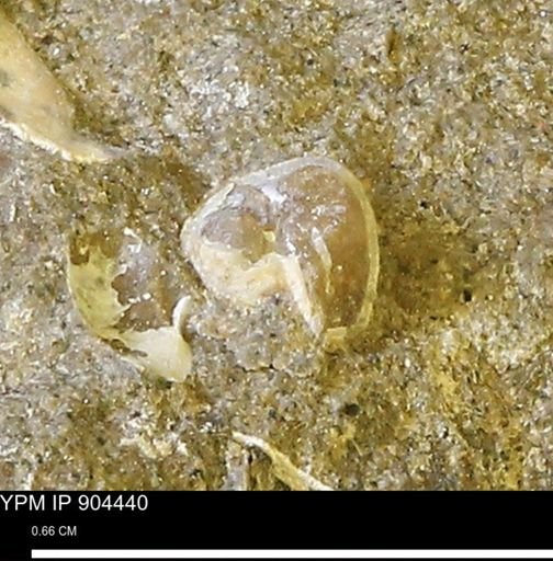 undet. Bivalvia