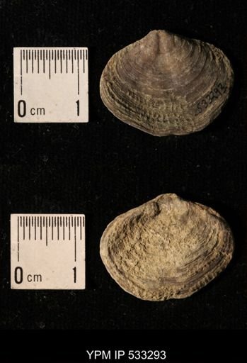 Athyris royssii