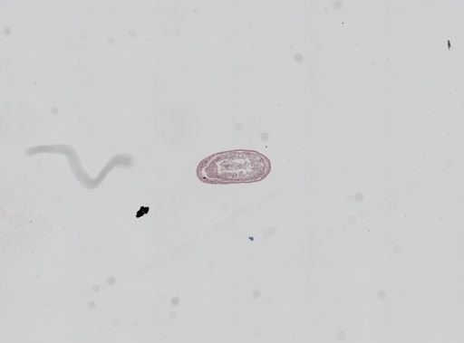 Plagiostomum whitmani