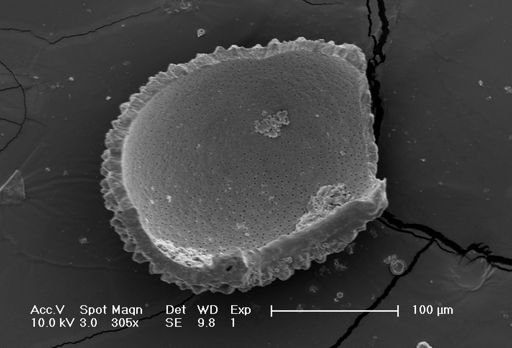 Globigerina bulloides