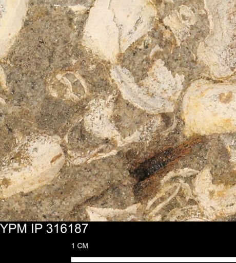 undet. Gastropoda