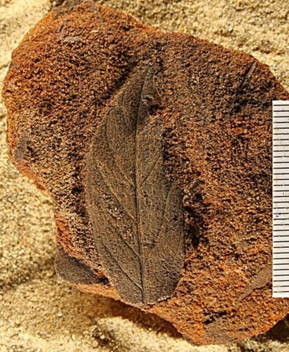 Angiospermopsida