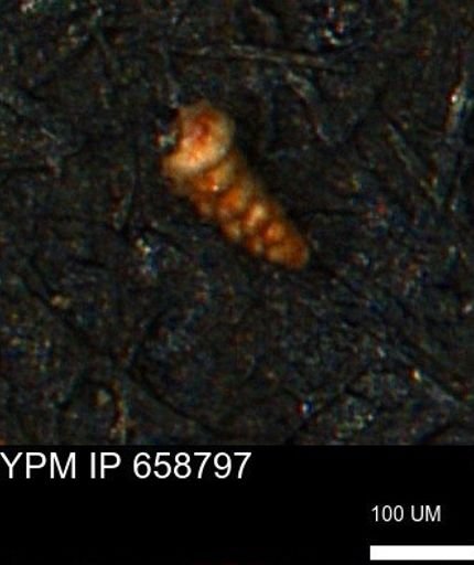 Verneuilinoides kansasensis