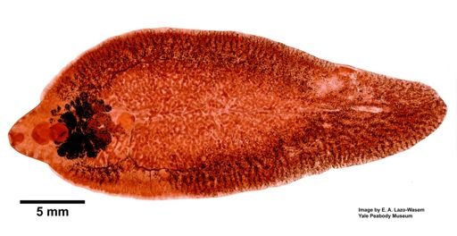 Fasciola hepatica