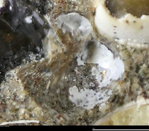 Corbulamella gregaria