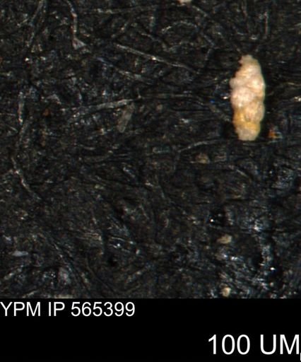 Verneuilinoides kansasensis