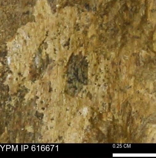 Teredo sp.
