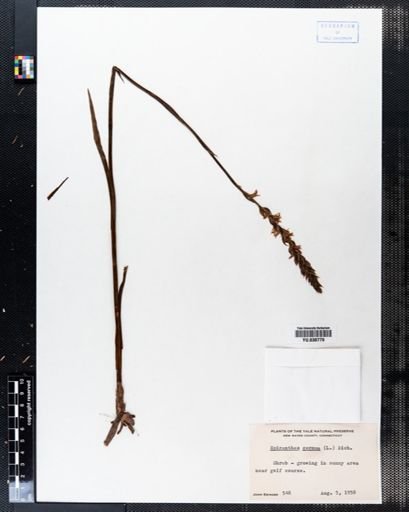 Spiranthes cernua