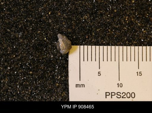 Gastropoda