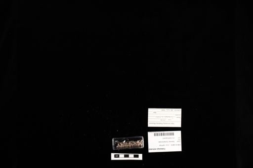 Coleonyx mitratus