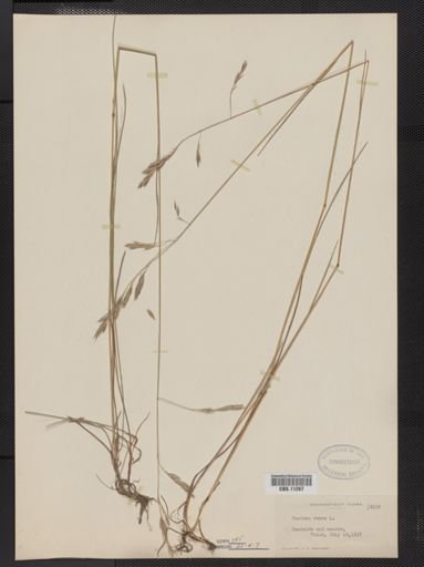 Festuca rubra