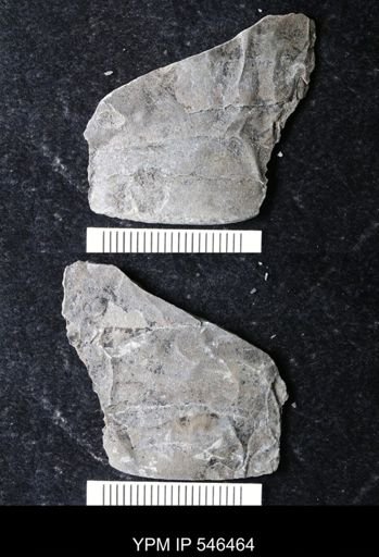 undet. Eurypterida