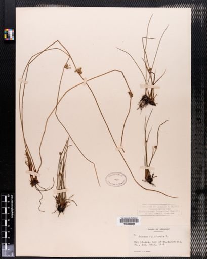 Juncus filiformis