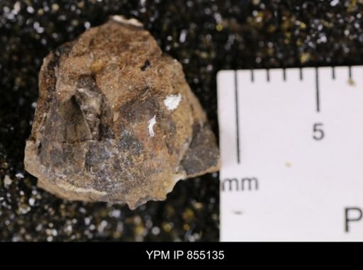 Phelopteria linguaeformis
